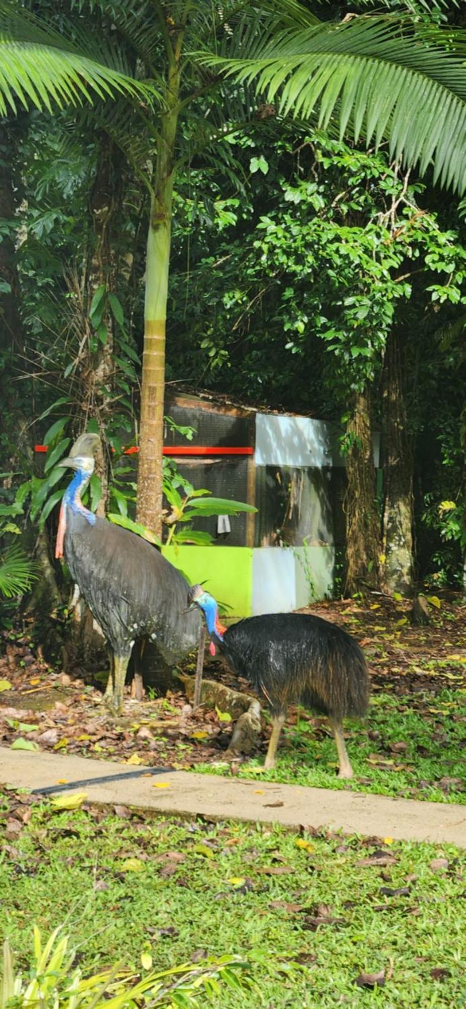 Вилла Daintree Siesta Diwan Экстерьер фото