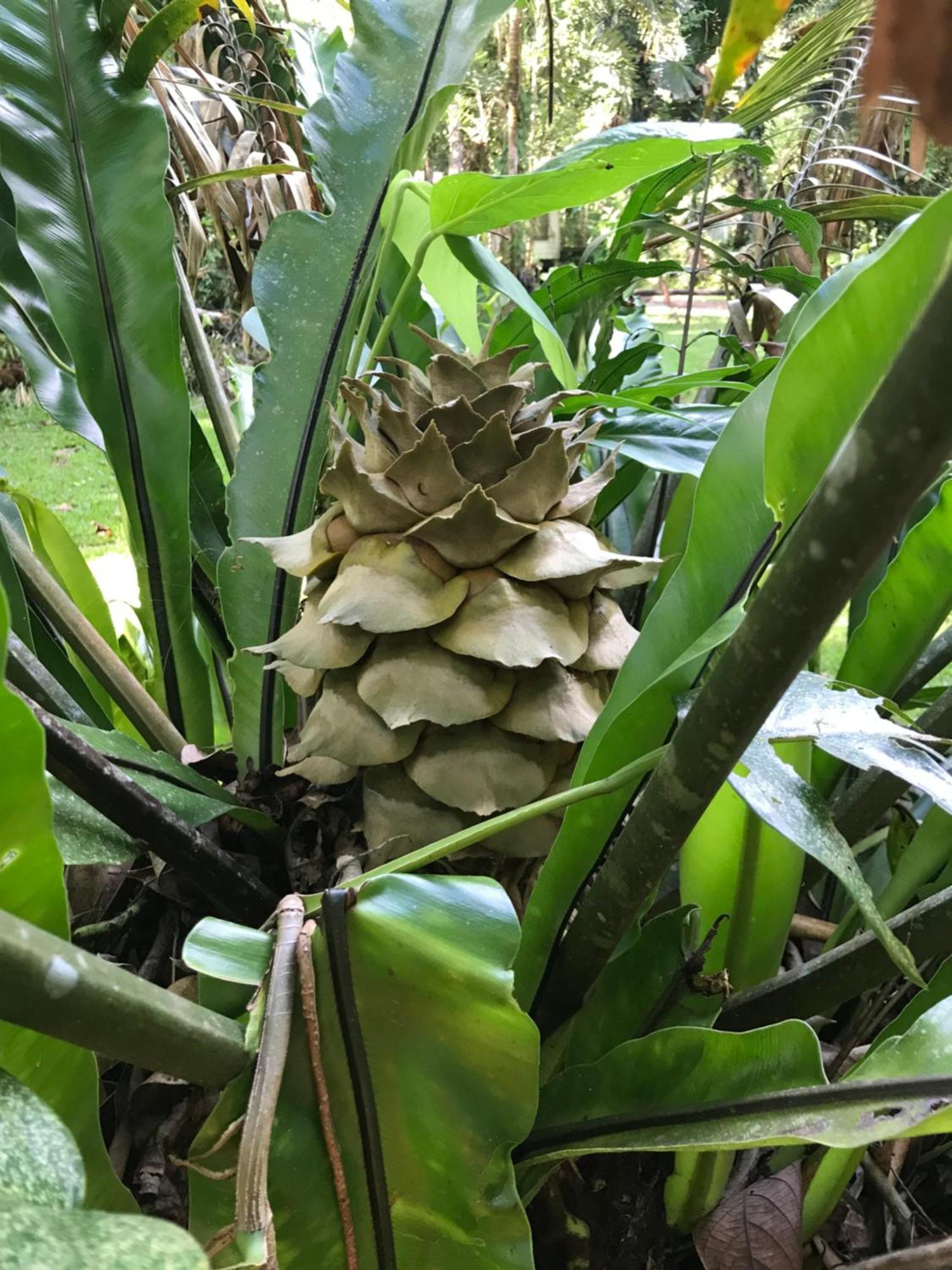 Вилла Daintree Siesta Diwan Экстерьер фото