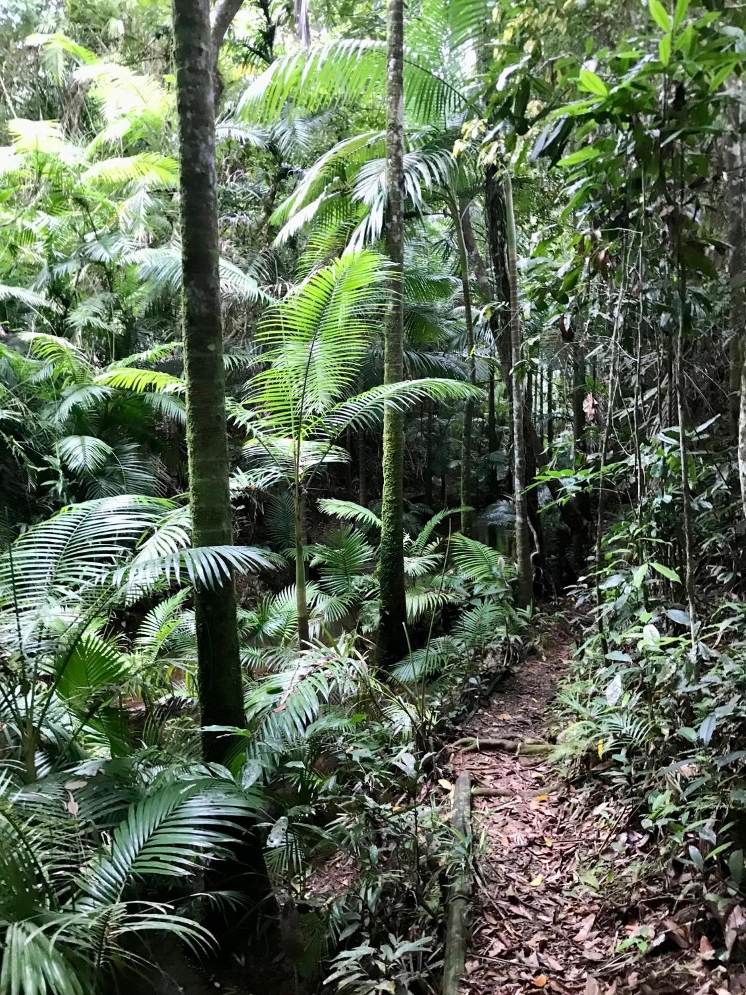 Вилла Daintree Siesta Diwan Экстерьер фото